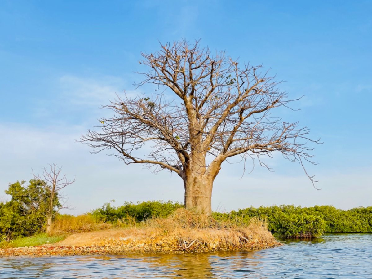 A baobab tree on a small island in a Senegalese river
