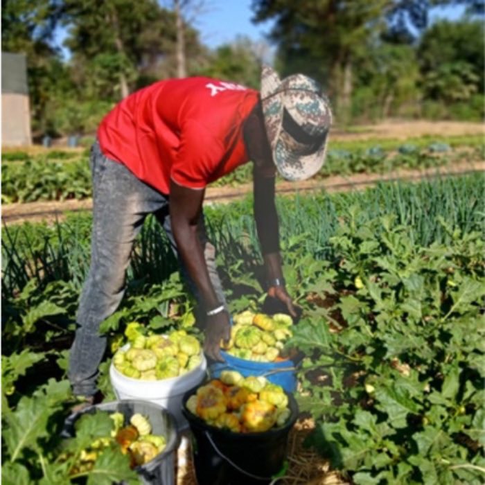 A farmer harvesting bitter eggplant into buckets