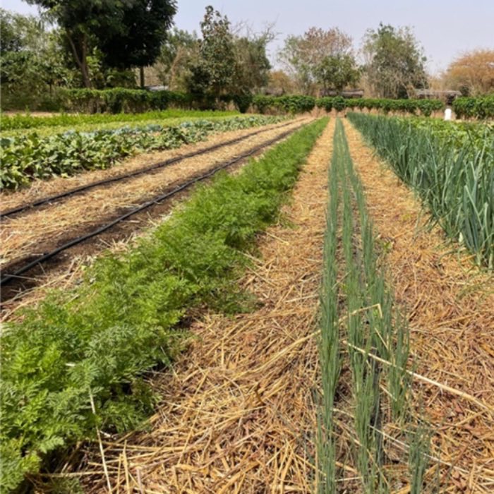 Mulched rows of carrots and onions under drip irrigation