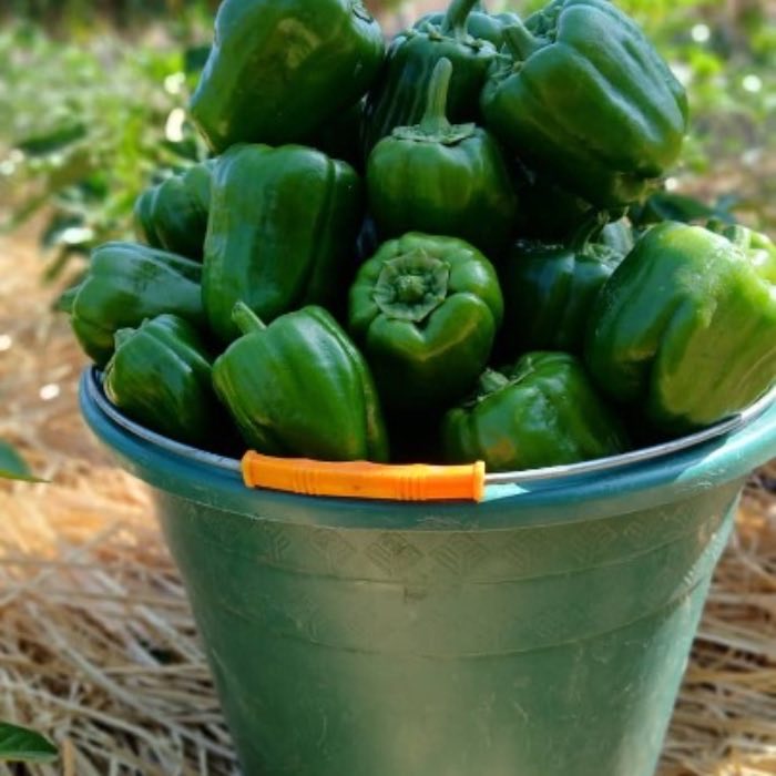 A bucket filled with freshly picked green peppers