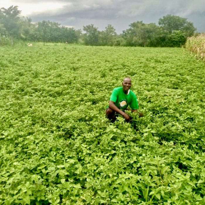 A farmer kneeling in a thriving field of beans