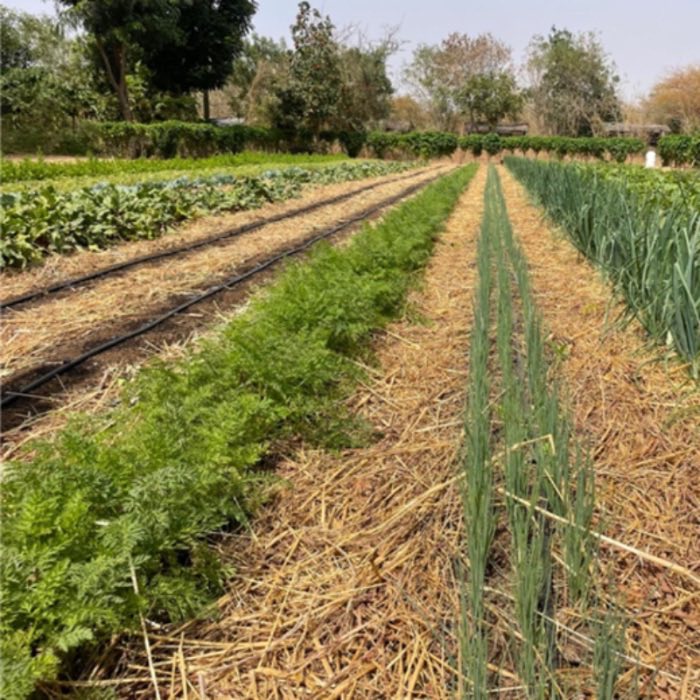 Mulched garden rows of carrots and onions at the Beersheba farm