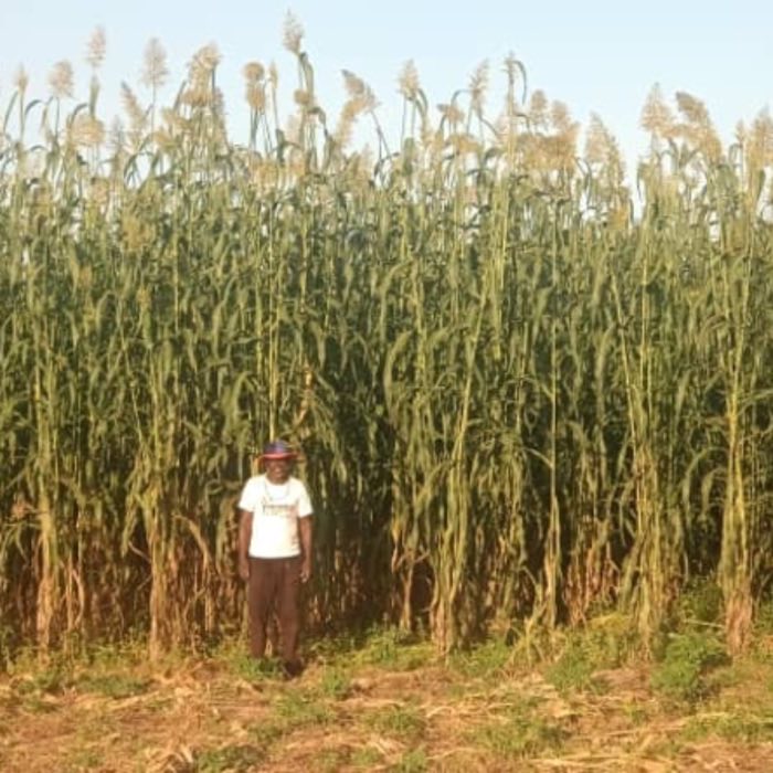 A farmer standing in front of a towering stand of sorghum
